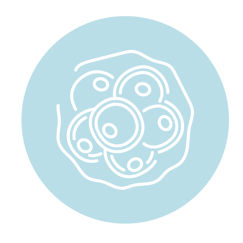 Promotes Fat Breakdown