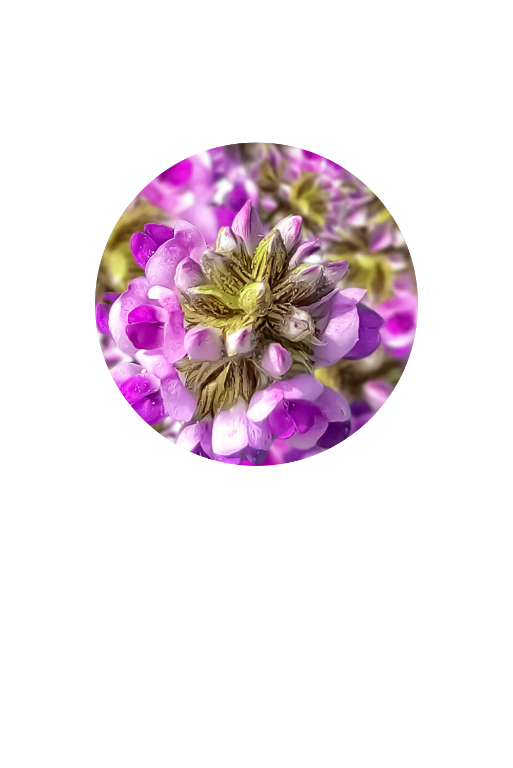 Dr. Ora | Beauty Supplements Powered by Superfoods