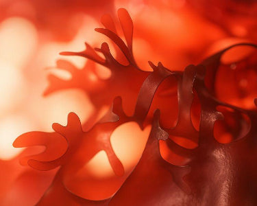 Dr. Ora | Beauty Supplements Powered by Superfoods
