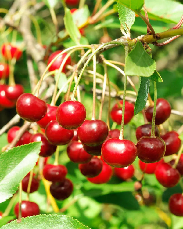 Dr. Ora | Beauty Supplements Powered by Superfoods